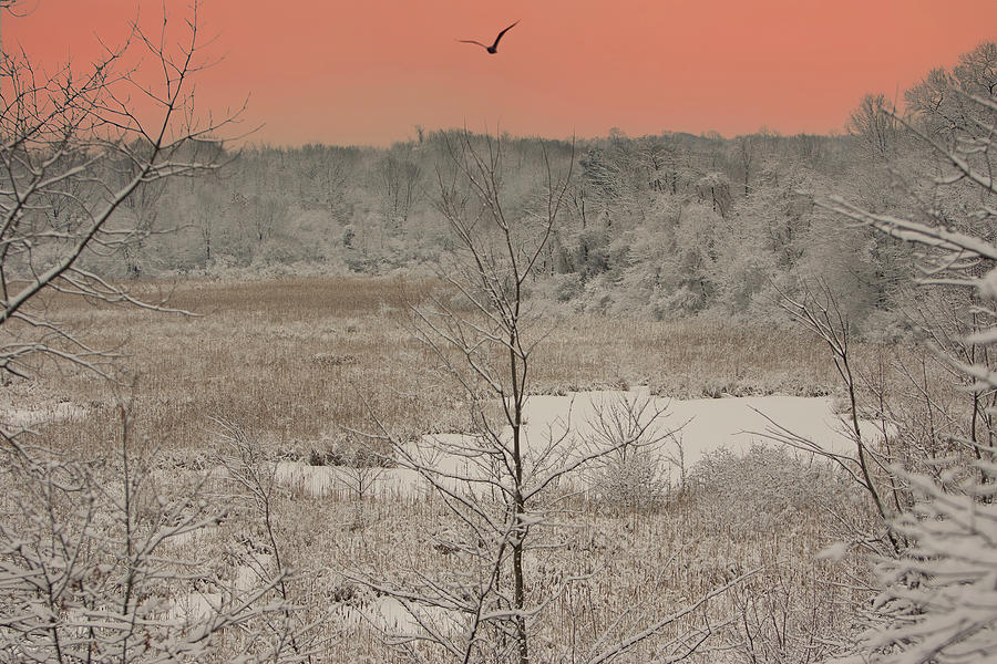 Winter Flight Across the Meadow Photograph by Jeff Folger