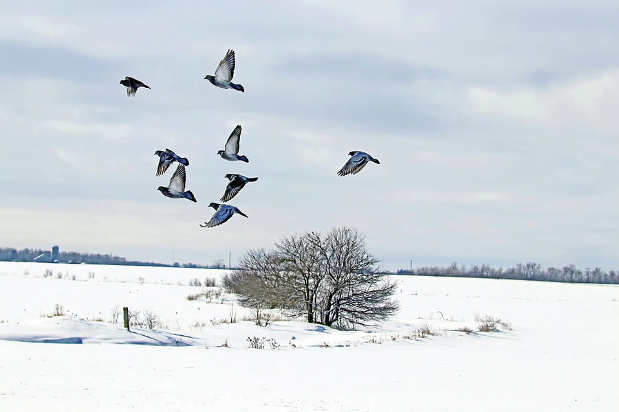 Winter Flight Photograph by Debbie Oppermann