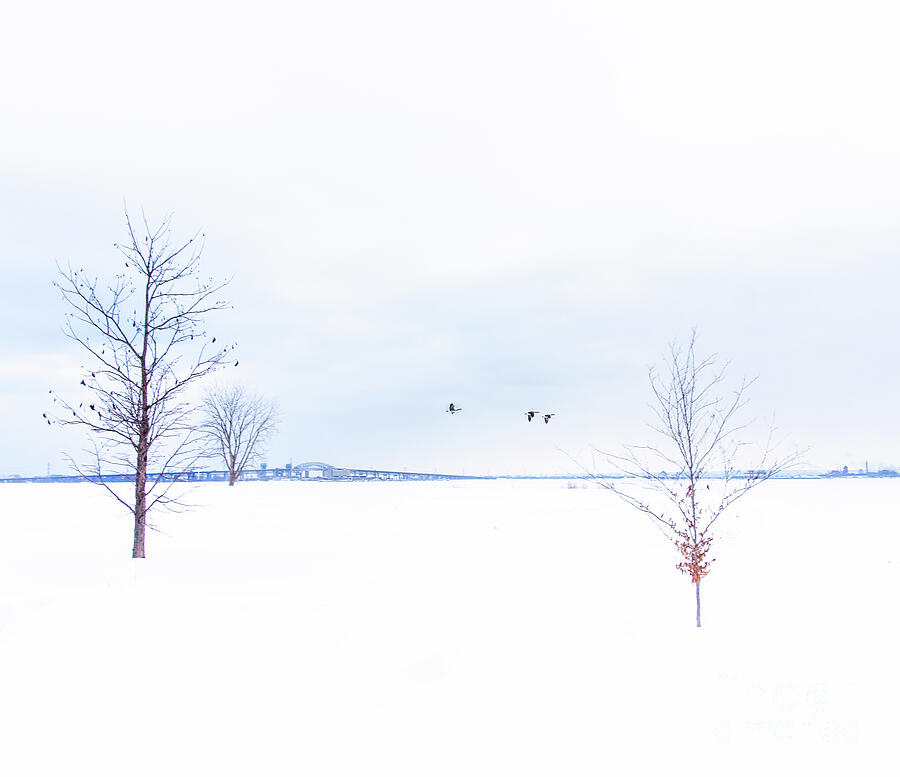 Tree Photograph - Winter Flight by Erik Peters