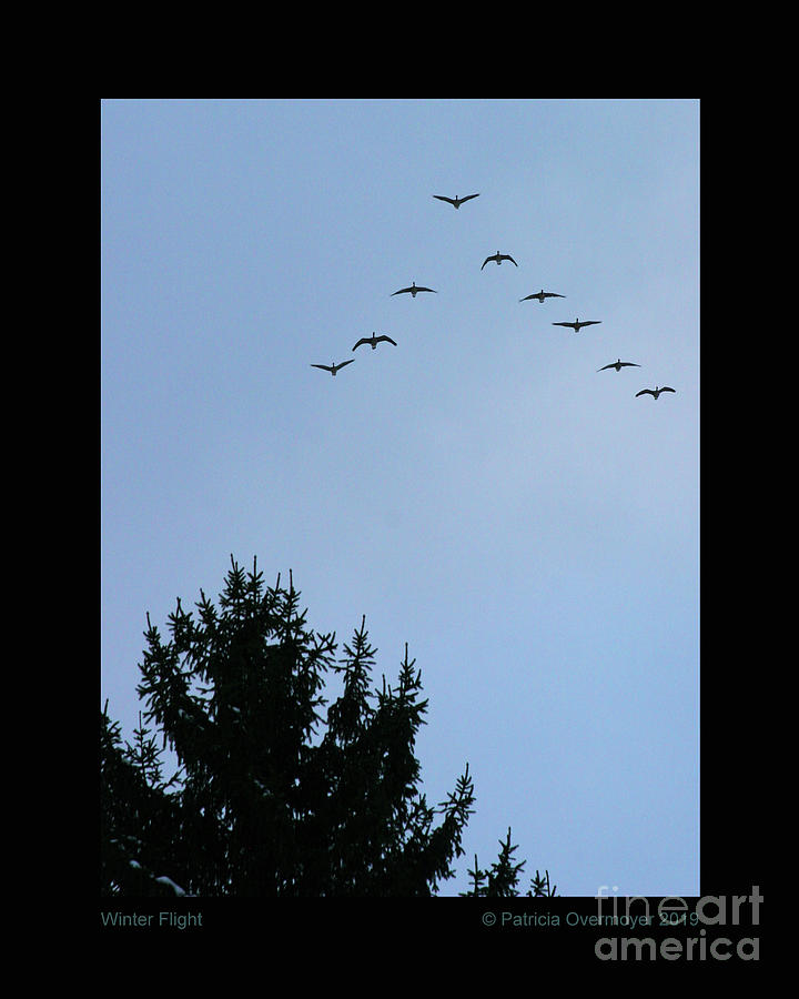 Winter Flight Photograph by Patricia Overmoyer