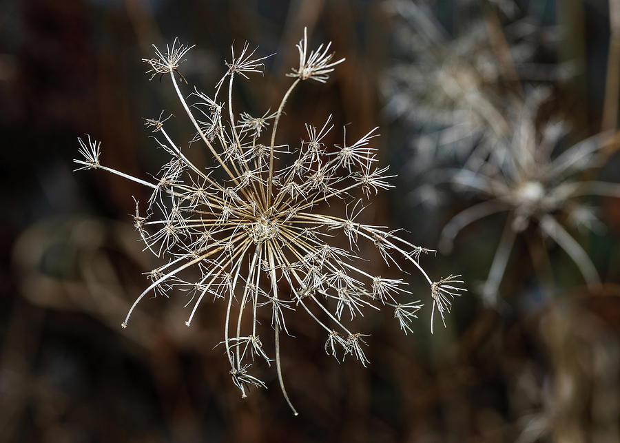 Winter Flora Photograph by Amelia Pearn