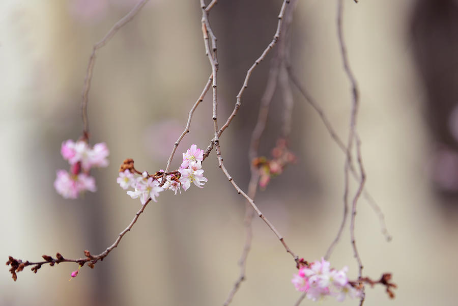 Winter Flowering Cherry Tree 1 Photograph by Jenny Rainbow