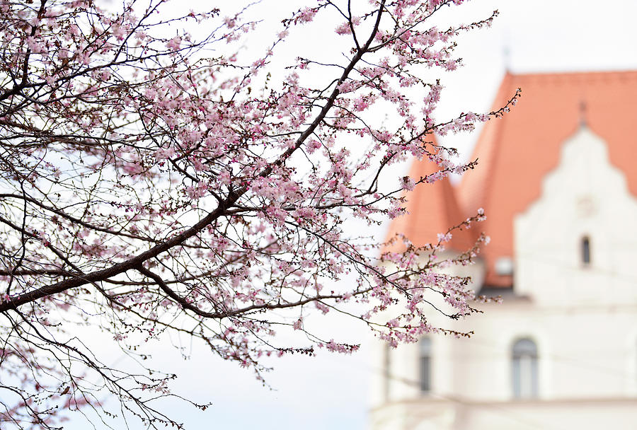 Winter Flowering Cherry Tree in Prague Photograph by Jenny Rainbow