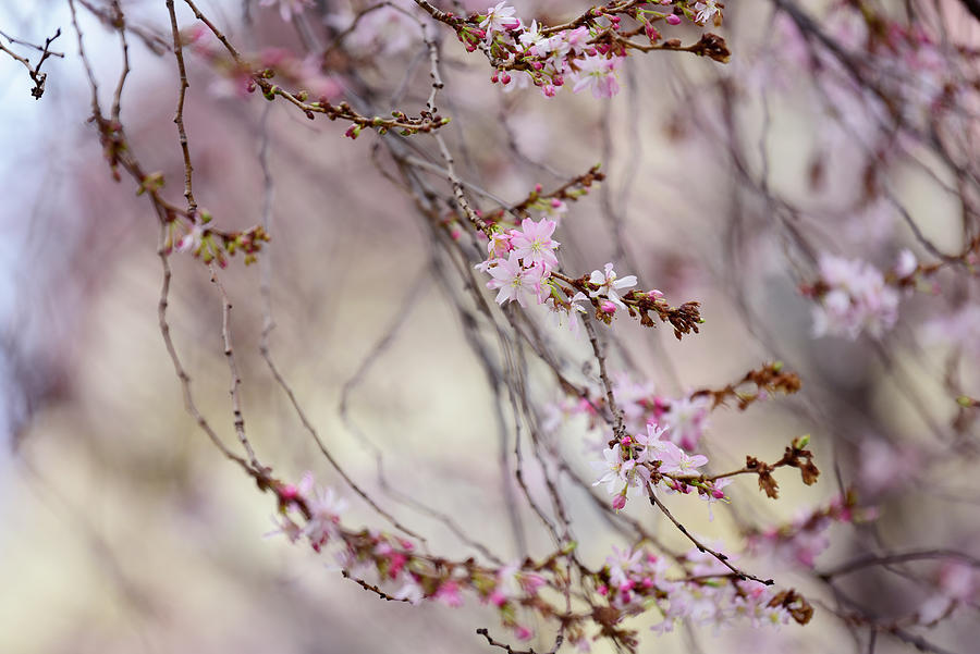 Winter Flowering Cherry Tree Photograph by Jenny Rainbow