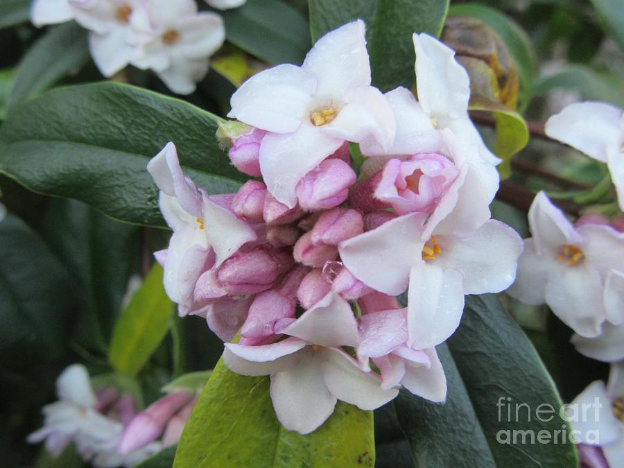 Daphne Photograph - Winter Flowering Daphne by Lesley Evered