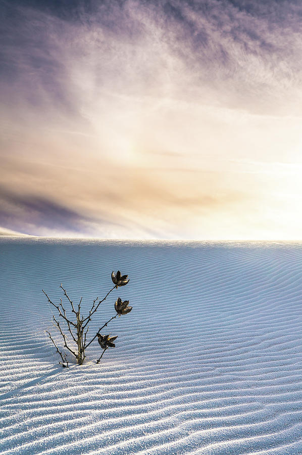 White Sands National Monument Photograph - Winter Flowers of White Sands Yucca by Ellie Teramoto