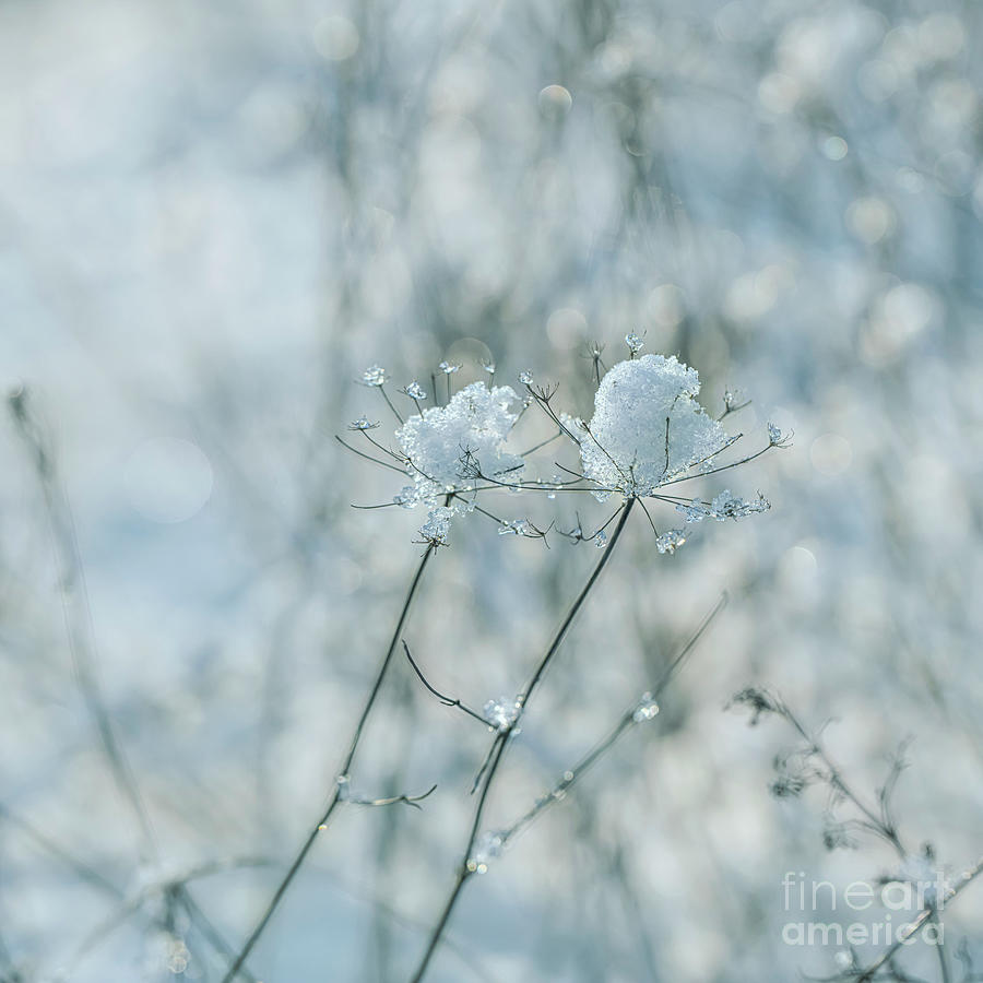 Abstract Photograph - Winter flowers by Veikko Suikkanen