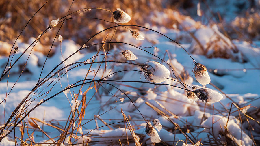 Winter flozen plants Photograph by Lilia S