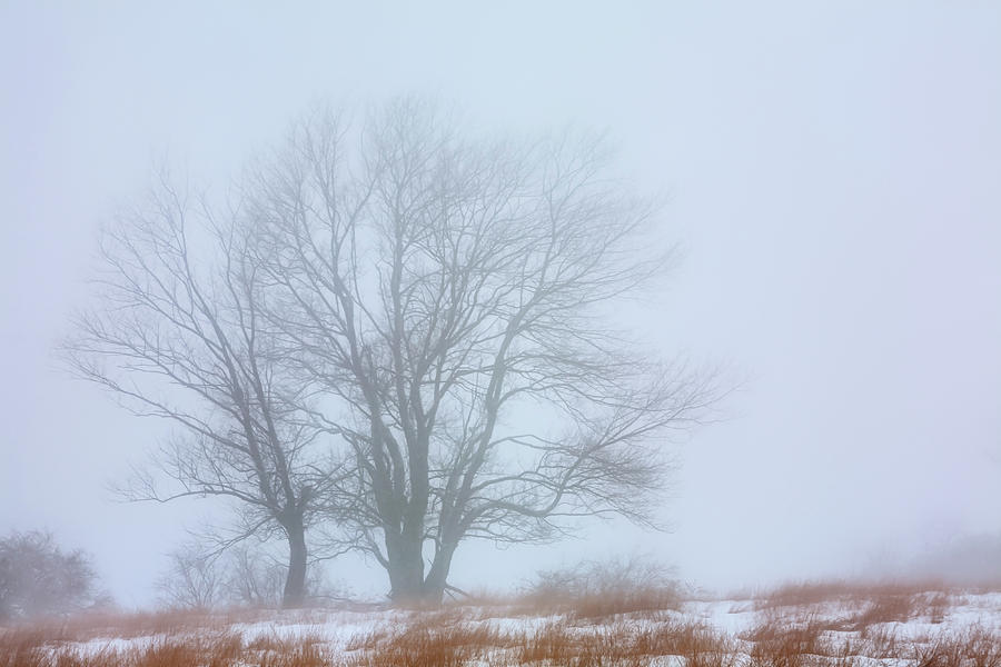 Winter Fog 8484 Photograph by Greg Hartford