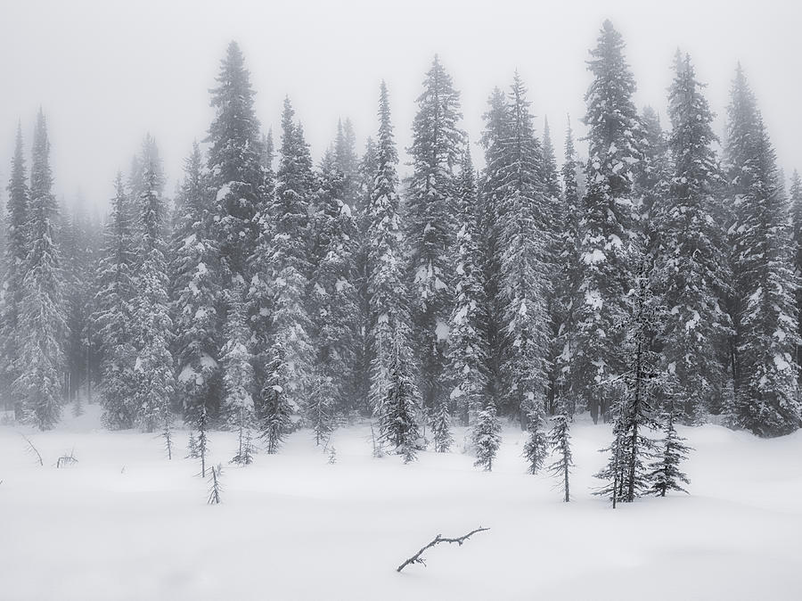Winter Fog BW Photograph by Allan Van Gasbeck
