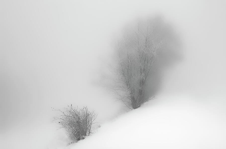 Winter Photograph - Winter Fog World by Angelika Vogel