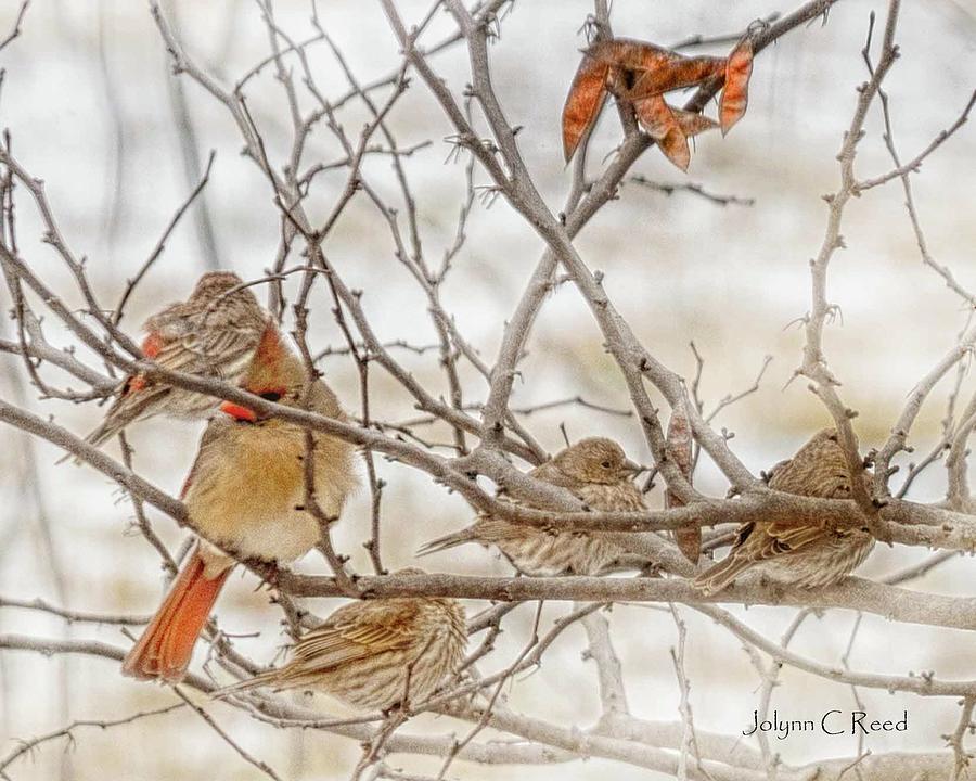 Winter for the Birds Photograph by Jolynn Reed