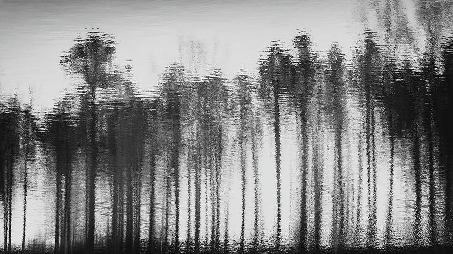 Winter Forest Abstract Photograph by Joseph Smith