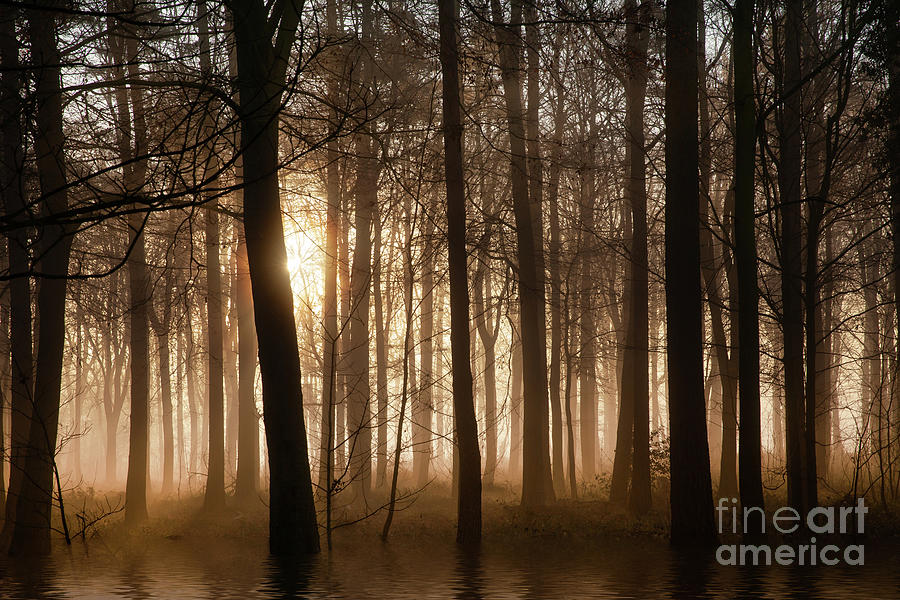 Winter forest at sunrise with mist and fog Photograph by Simon Bratt