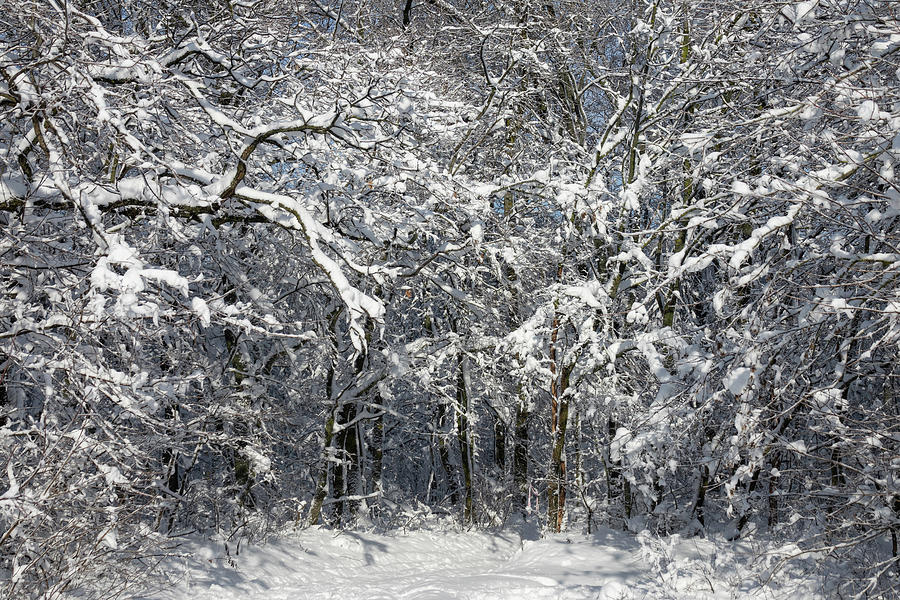 Winter Forest Covered With Snow Photograph by Mikhail Kokhanchikov
