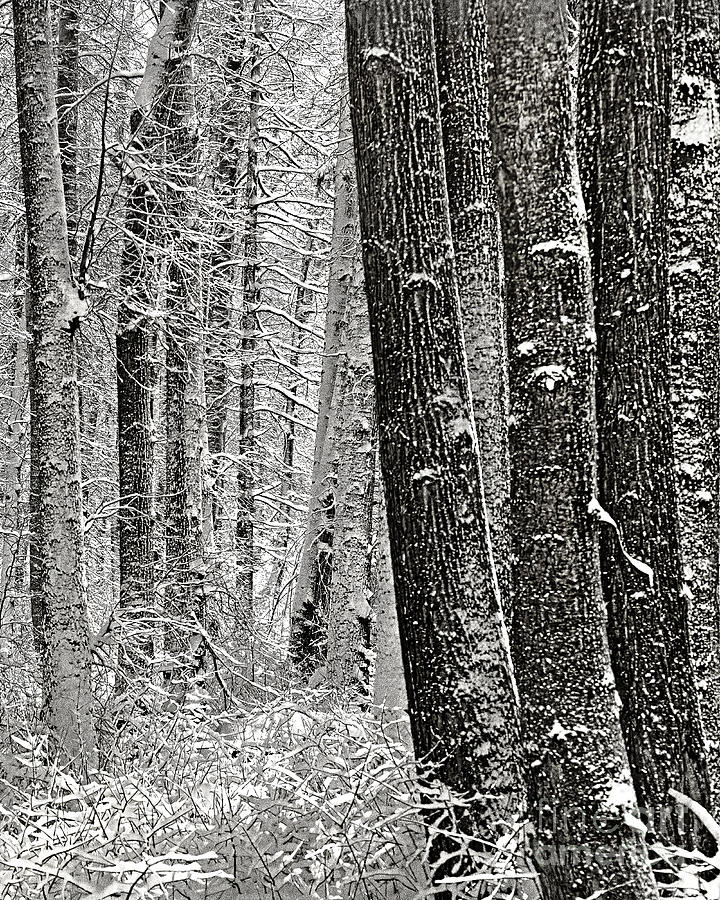 Winter Forest Photograph by Don Schimmel