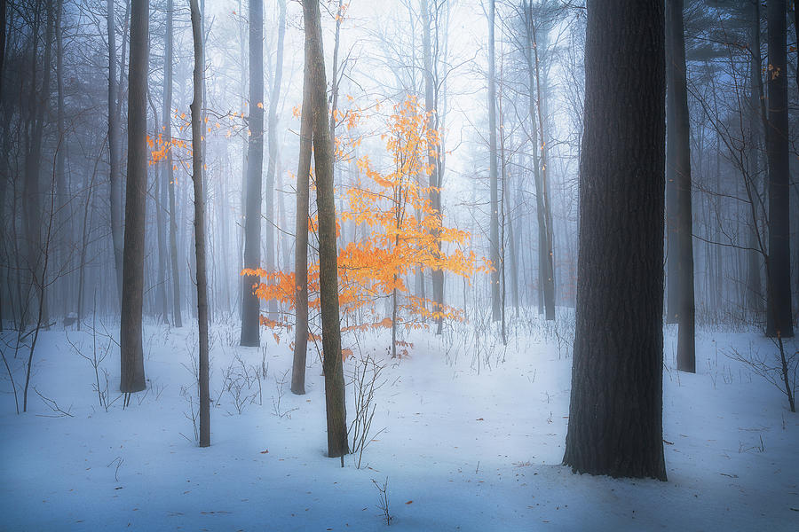 Winter Forest Photograph by Henry w Liu