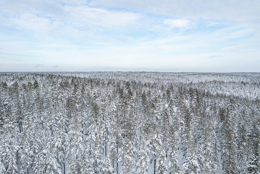 Winter forest landscape Photograph by Julius Jansson - Fine Art America