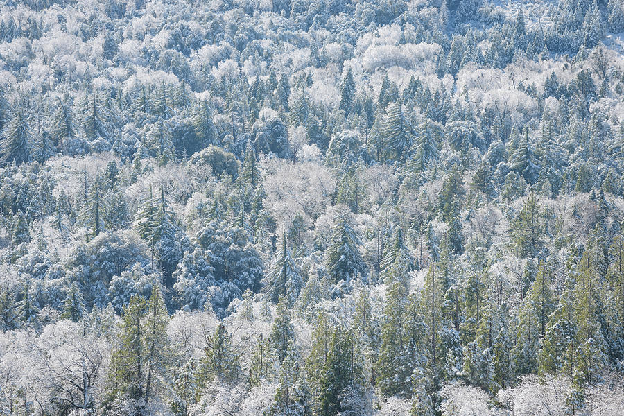 Winter Forest, Palomar Mountain Photograph by Alexander Kunz
