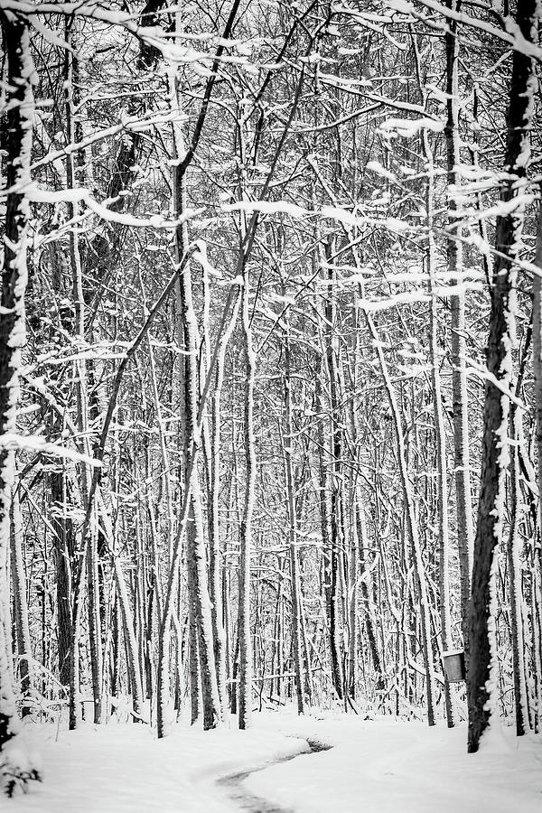 Winter Forest Pathway Photograph by Dan Sproul