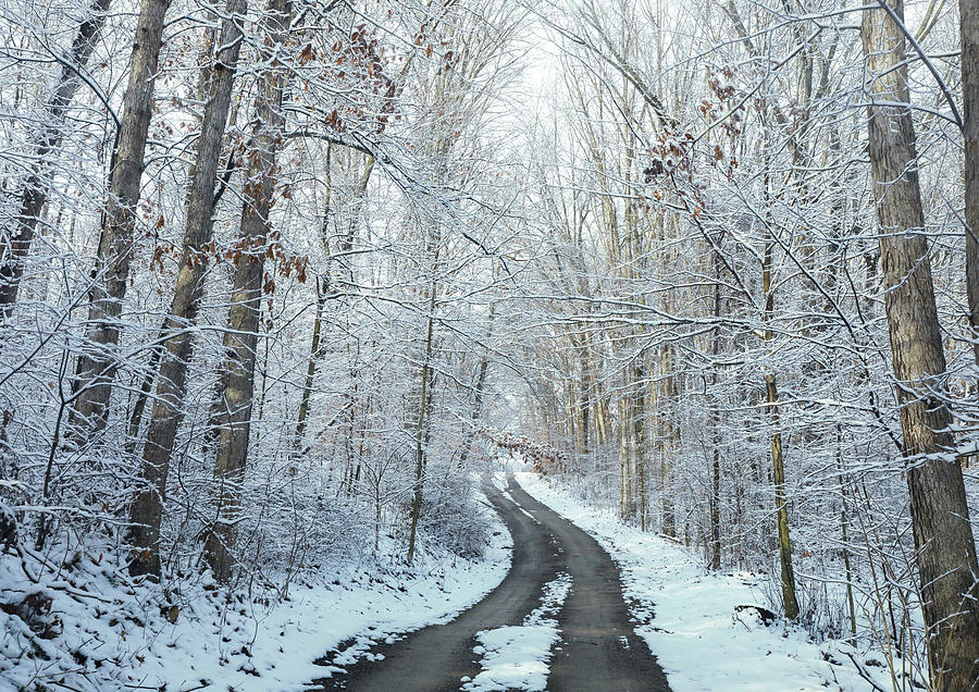 Winter Forest Road Color Photograph by Dan Sproul