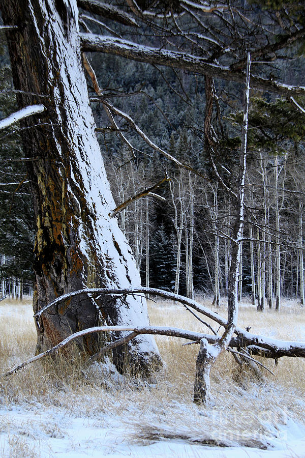 Winter Forest Photograph