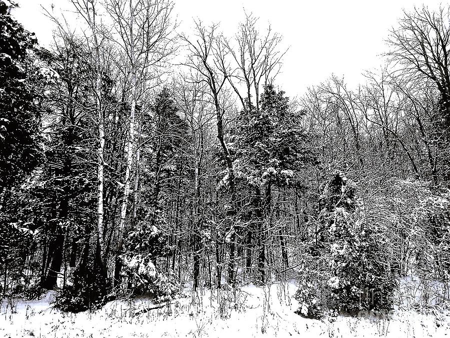Snow Digital Art - Winter Forest  by Shelly Wiseberg