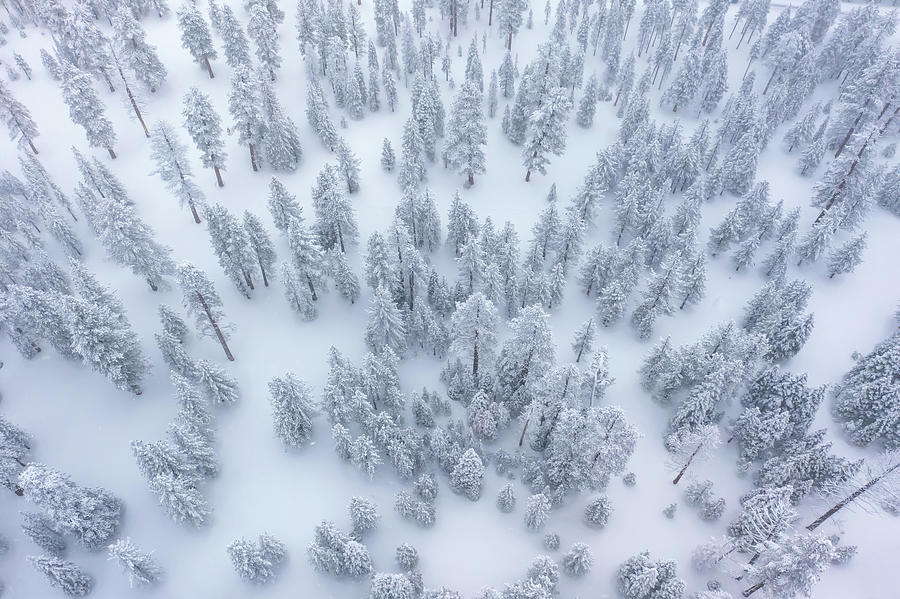 Nature Photograph - Winter Forest by Steve Berkley