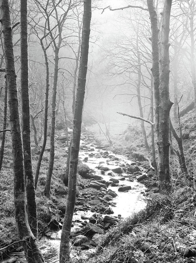 Winter Forest Stream Photograph by Philip Openshaw