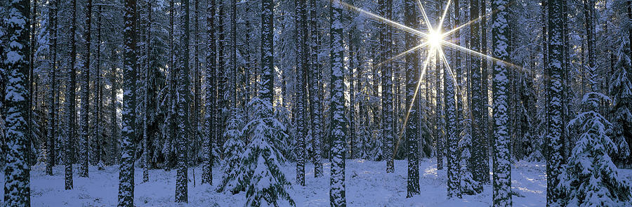 Winter Forest Sunburst Photograph by Panoramic Images