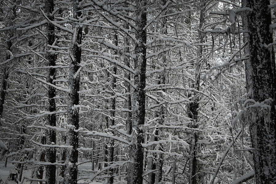 Winter Forest Photograph by Thomas Nay