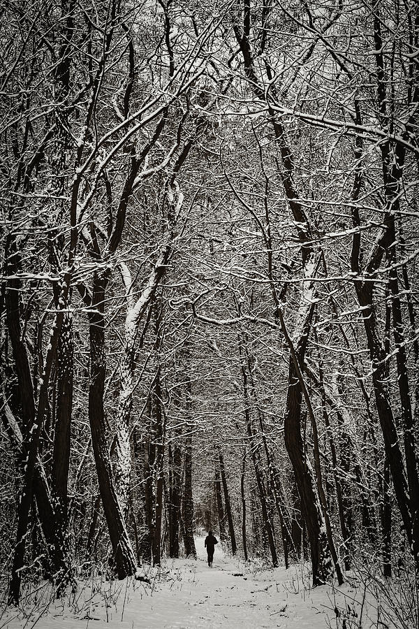 Winter Forest Towering Trees Photograph by Artur Bogacki