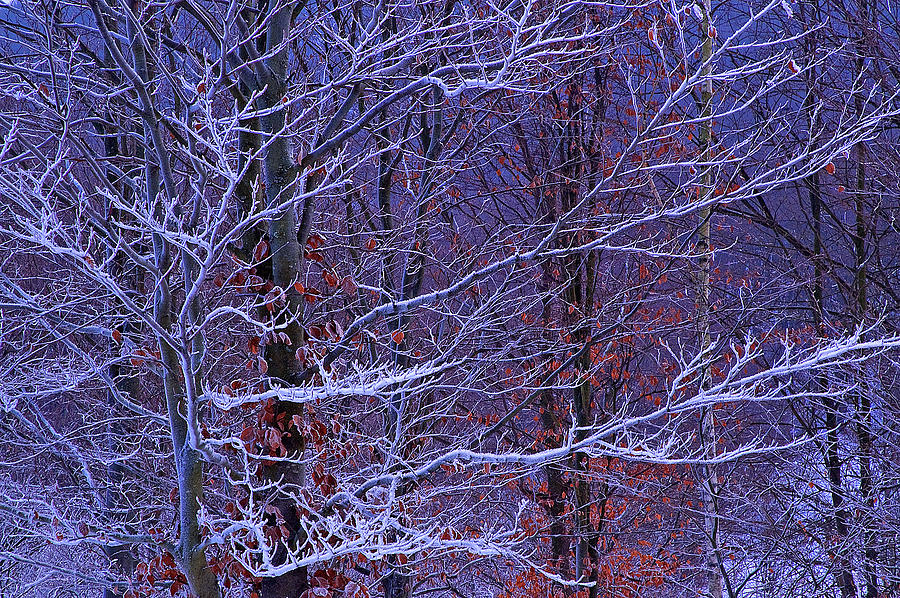 Winter Forest With Hoarfrost. Italy Photograph