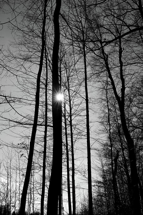 Winter Forest with Sunburst BW 021421 Photograph by Mary Bedy