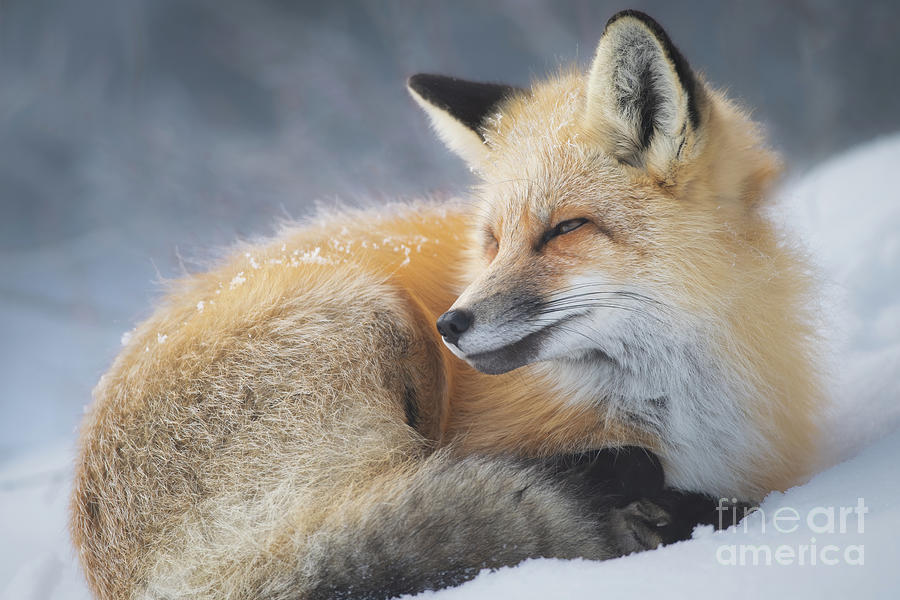 Winter Fox Photograph by Brad Schwarm