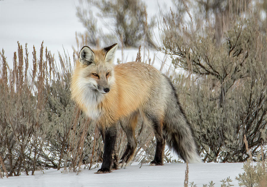 Winter Fox, Grand Tetons Photograph by Marcy Wielfaert
