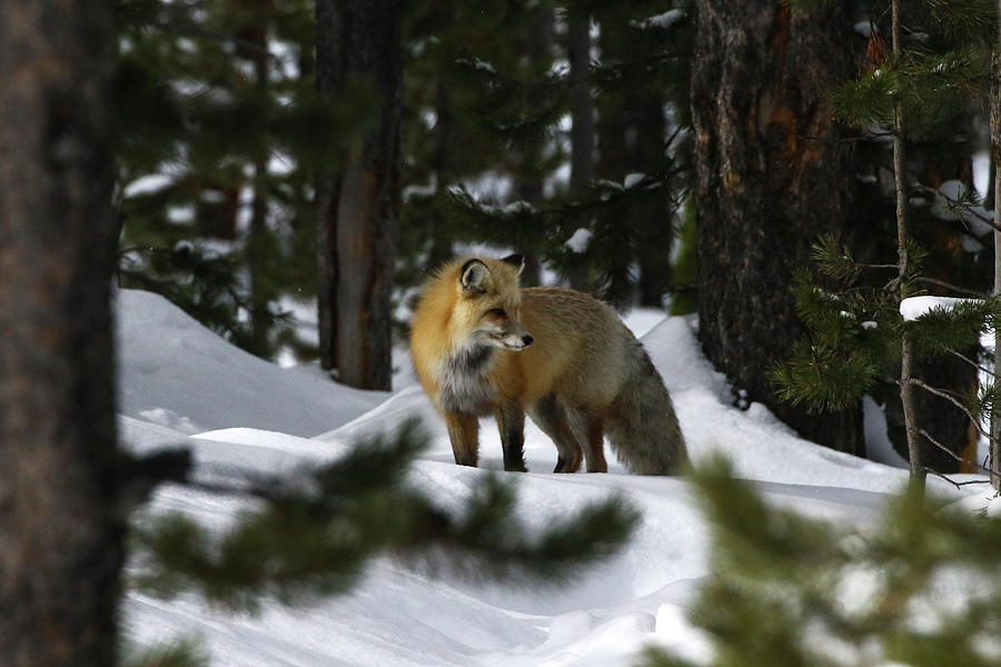 Winter Fox Photograph by Julie Argyle