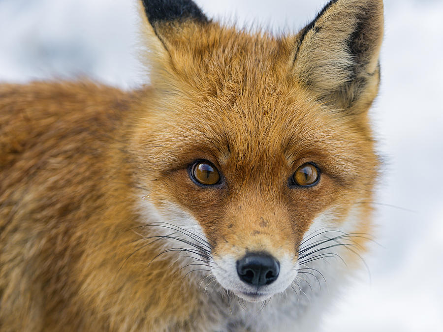 Winter fox portrait Photograph by Picture by Tambako the Jaguar
