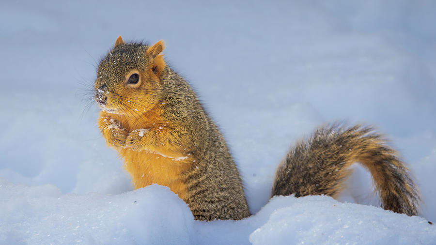 Winter Fox Squirrel Photograph by Mark Mille