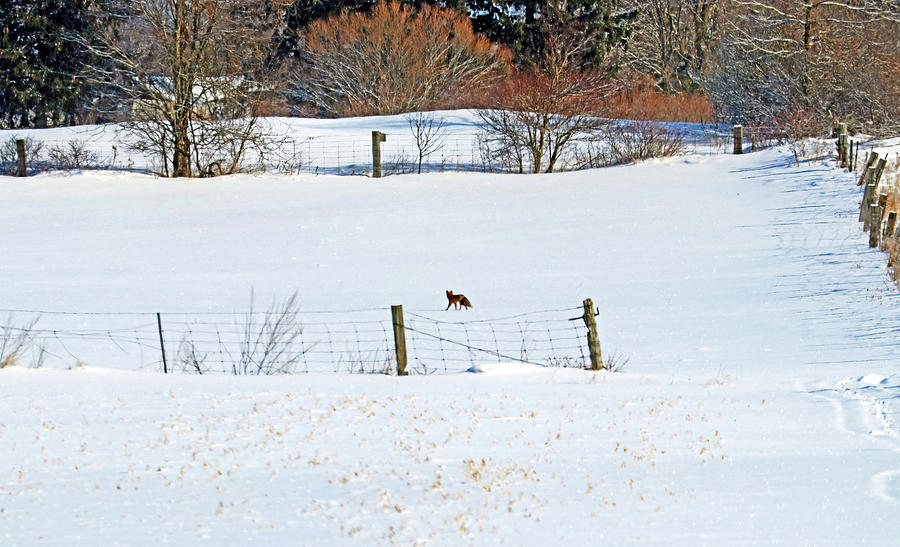 Winter Fox Walk Photograph