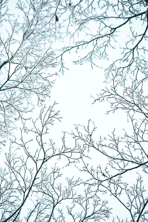 Winter Framing Photograph by Jenny Rainbow