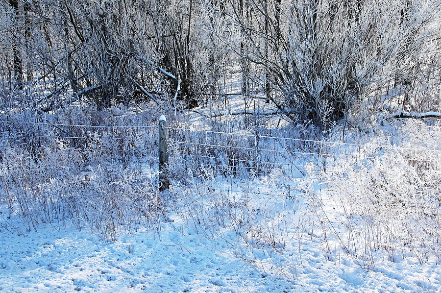 Winter Frost Photograph by Debbie Oppermann