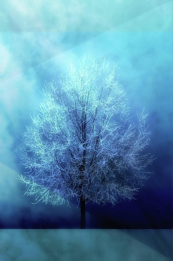 Winter Frost Photograph by James DeFazio