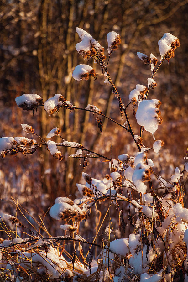 Winter frozen plants 2 Photograph by Lilia S