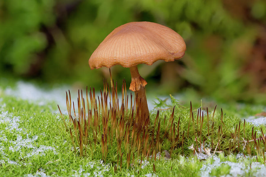 Winter fungi Photograph by Steev Stamford