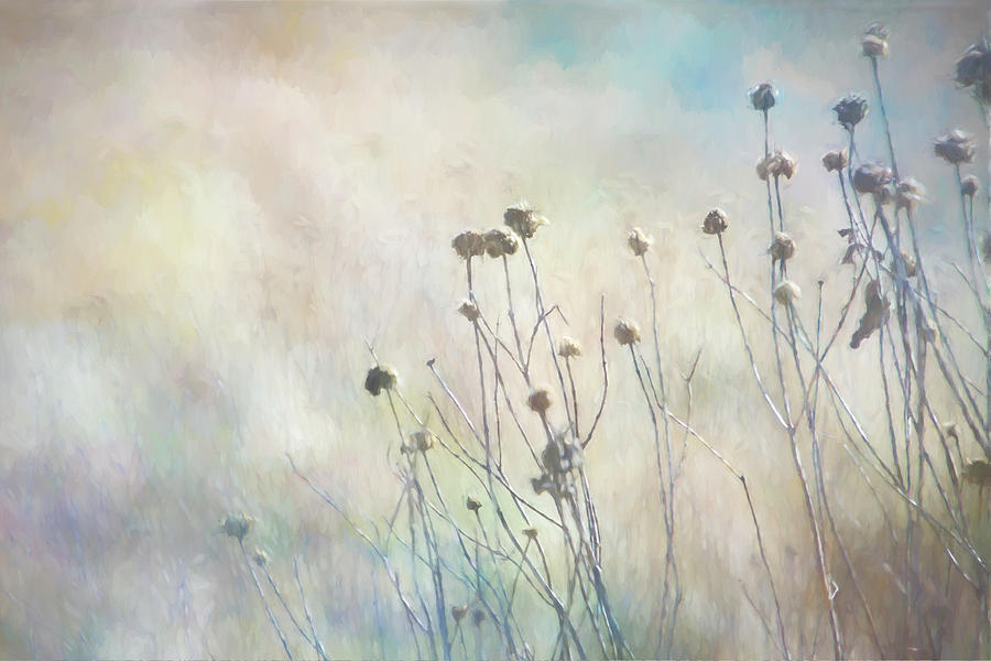 Winter Garden Soft And Dreamy  Photograph by Ann Powell