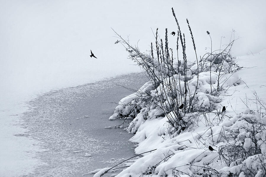 Winter Photograph - Winter Gathering at the Lake by Nikolyn McDonald