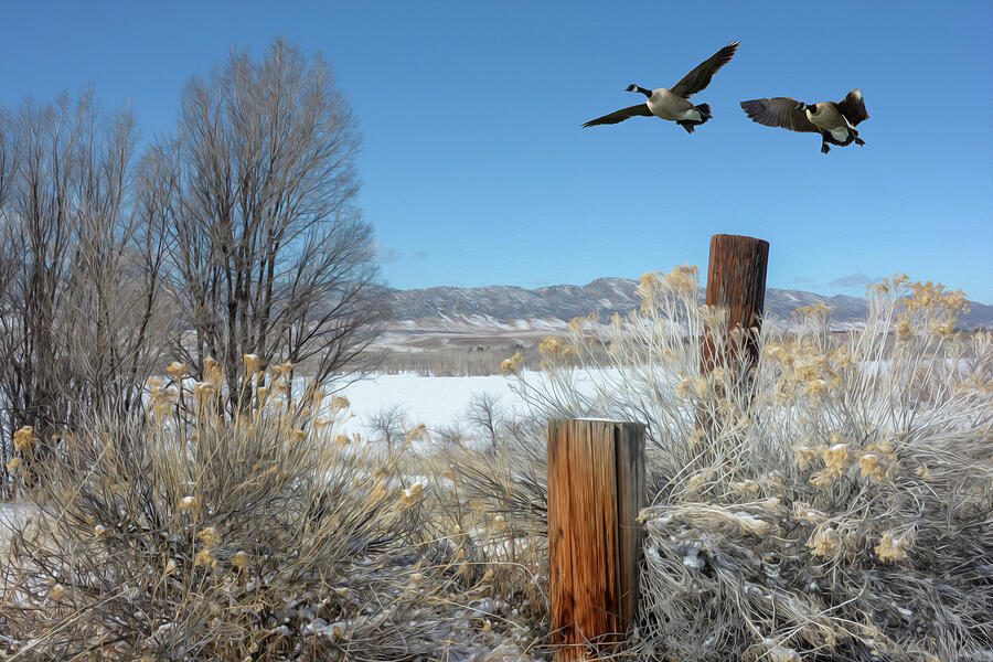 Winter Photograph - Winter Geese by Barry C Donovan