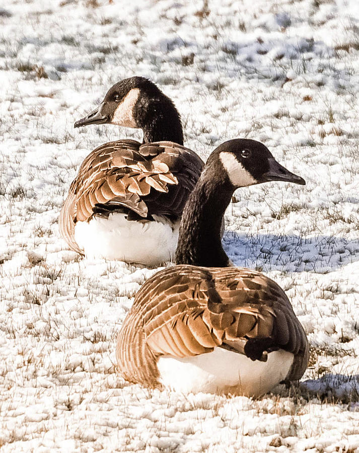 Winter geese Photograph by Marie Fortin