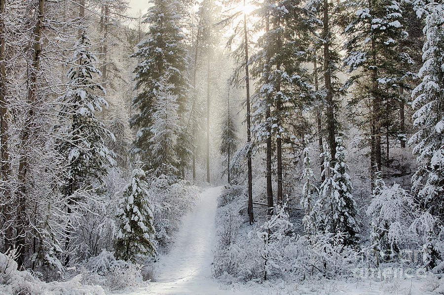 Winter Glory Photograph by Idaho Scenic Images Linda Lantzy